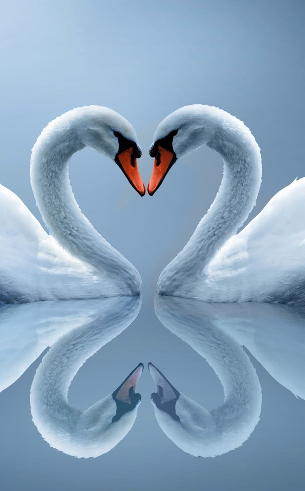 HD wallpaper White Swan couple, love- heart-shaped, reflection,