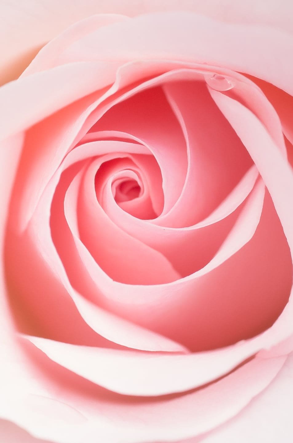 HD wallpaper close up photography of -pink rose, Blume, flower, Panasonic Lumix G5-Valentine’s day