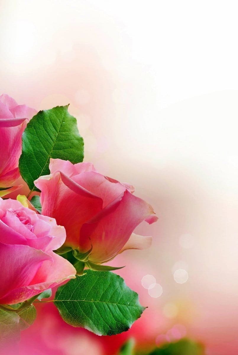 HD wallpaper- pink- rose- flowers- wallpaper, Pastel, Valentine’s Day, nature