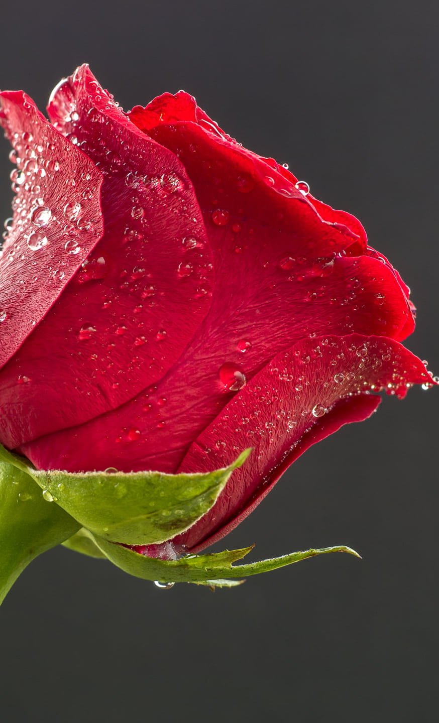 HD wallpaper selective focus photo of red rose, rose, Blume, flower, Panasonic -Valentine’s day-love