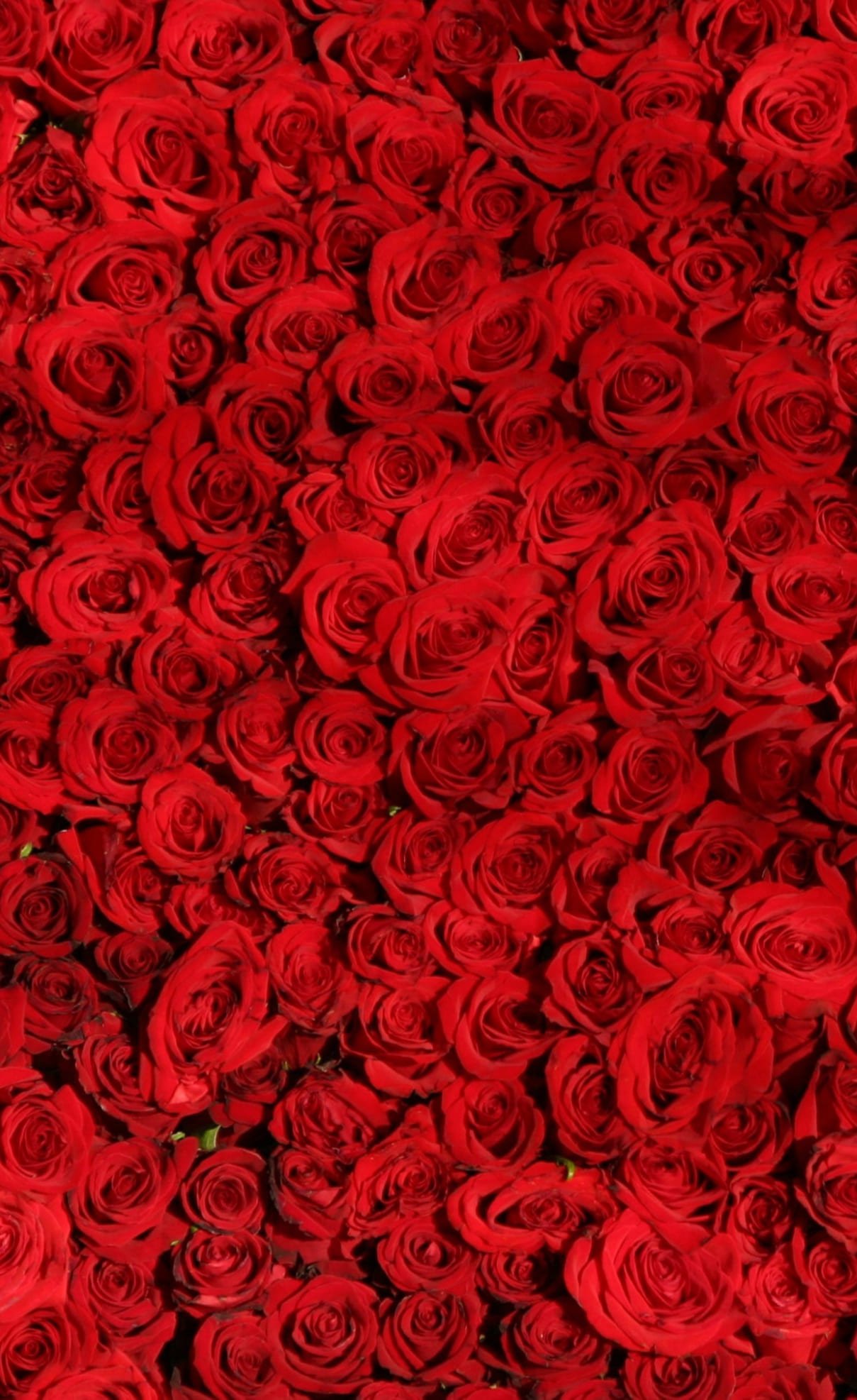 HD-wallpaper-valentines-cards-Love-Red-Roses-Background_-Holidays_-Valentine_s-Day_-Flowers-o