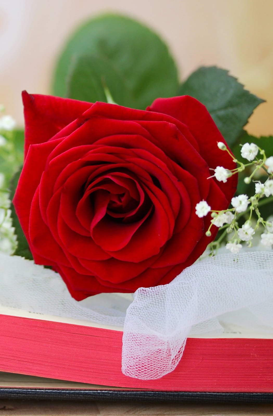 HD wallpaper-valentines cards- Red flowers, roses, Valentine’s Day, book, love hearts, rings